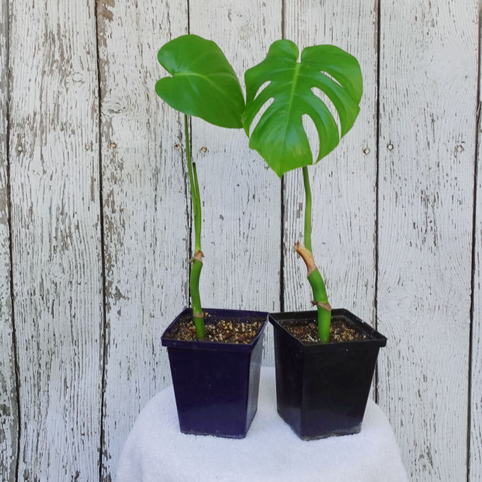 Monstera cuttings in soil