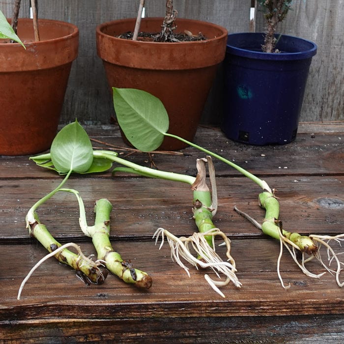 Monstera cuttings on table, some with roots and some not