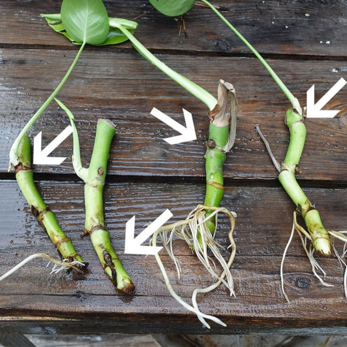 Monstera cuttings on table with arrows pointing to leaf nodes