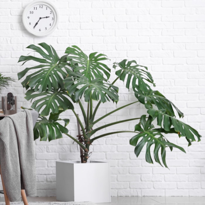 Monstera plant against a white brick wall with clock above