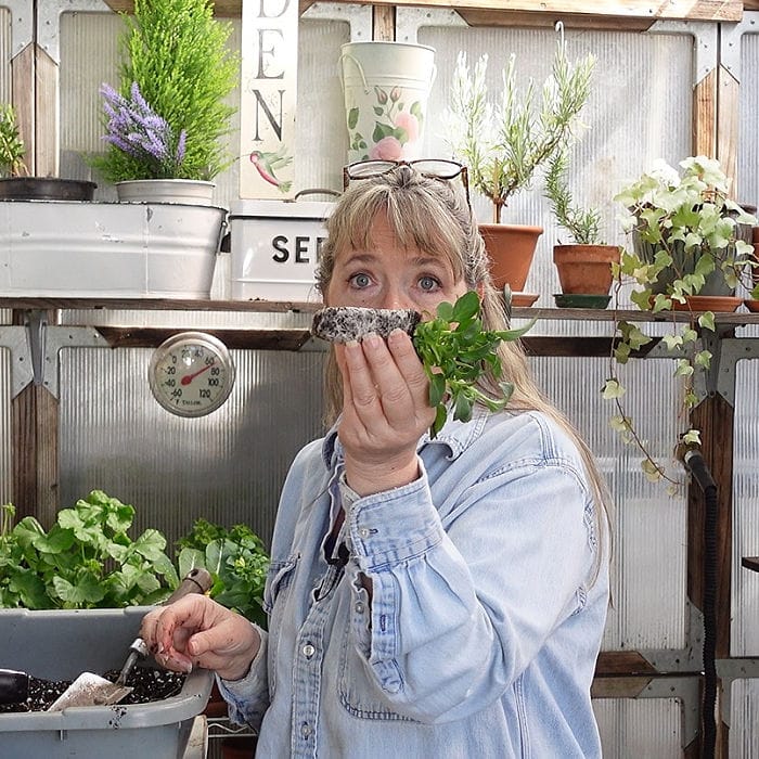 root bound pansy being held by woman