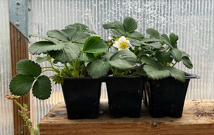 nursery six pack of plants, strawberry plants