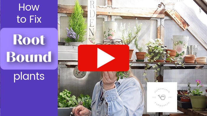 video thumbnail for fix for root bound plants