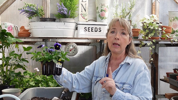 woman holding six pack of pansies