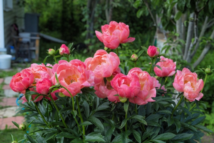 Coral charm peony bush in garden