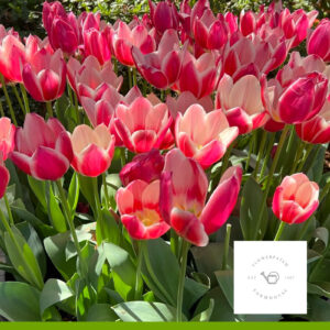 tulips with text overlay, Growth Stimulators, great for plants and the earth. What are they and Why do I need them? Flower Patch Farmhouse dot com