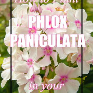 white phlox paniculata with text overlay, how to plant phlox paniculata in your garden, Flower Patch Farmhouse dot com