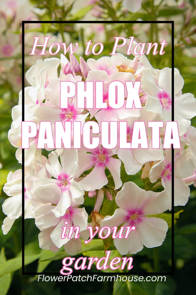 white phlox paniculata with text overlay, how to plant phlox paniculata in your garden, Flower Patch Farmhouse dot com