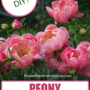 easy DIY Peony Supports, pink peonies with background foliage