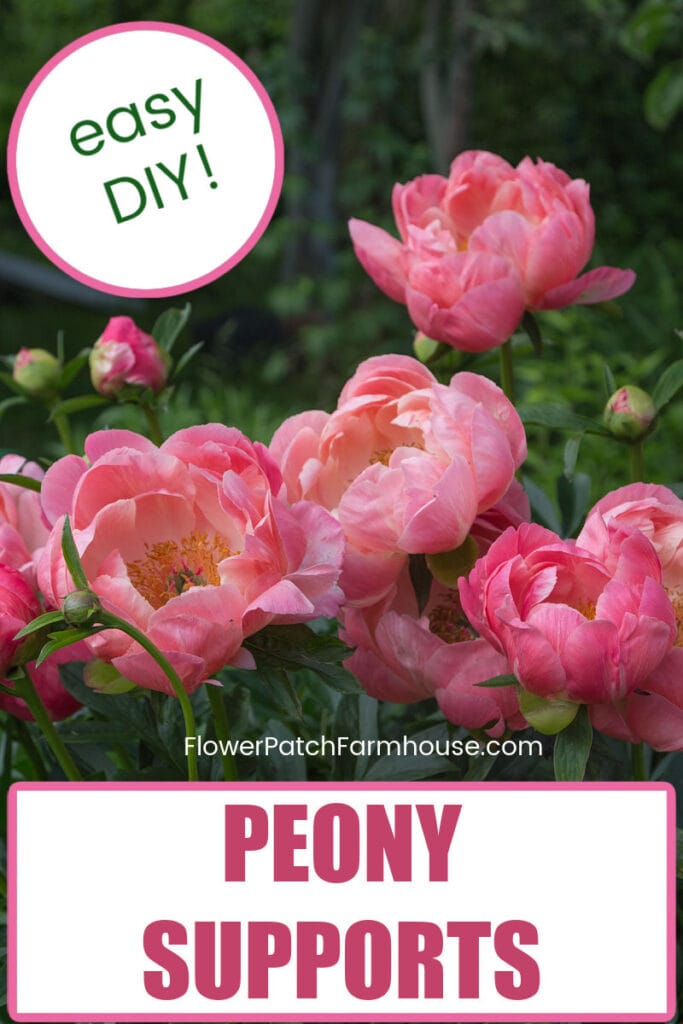 easy DIY Peony Supports, pink peonies with background foliage