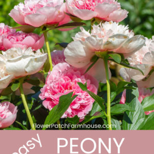 pretty pink peonies with text overlay, Stop the Flop! easy Peony Supports, Flower Patch Farmhouse dot com