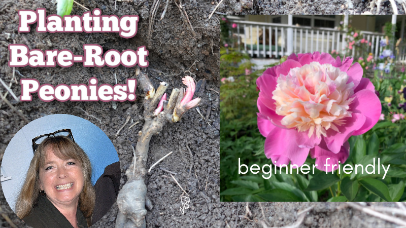 woman smiling at camera, a bare-root peony on the ground, ready to be planted and a picture of a bowl of beauty peony blooming in the garden. Text overlay reads: Planting Bare-Root Peonies! beginner friendly