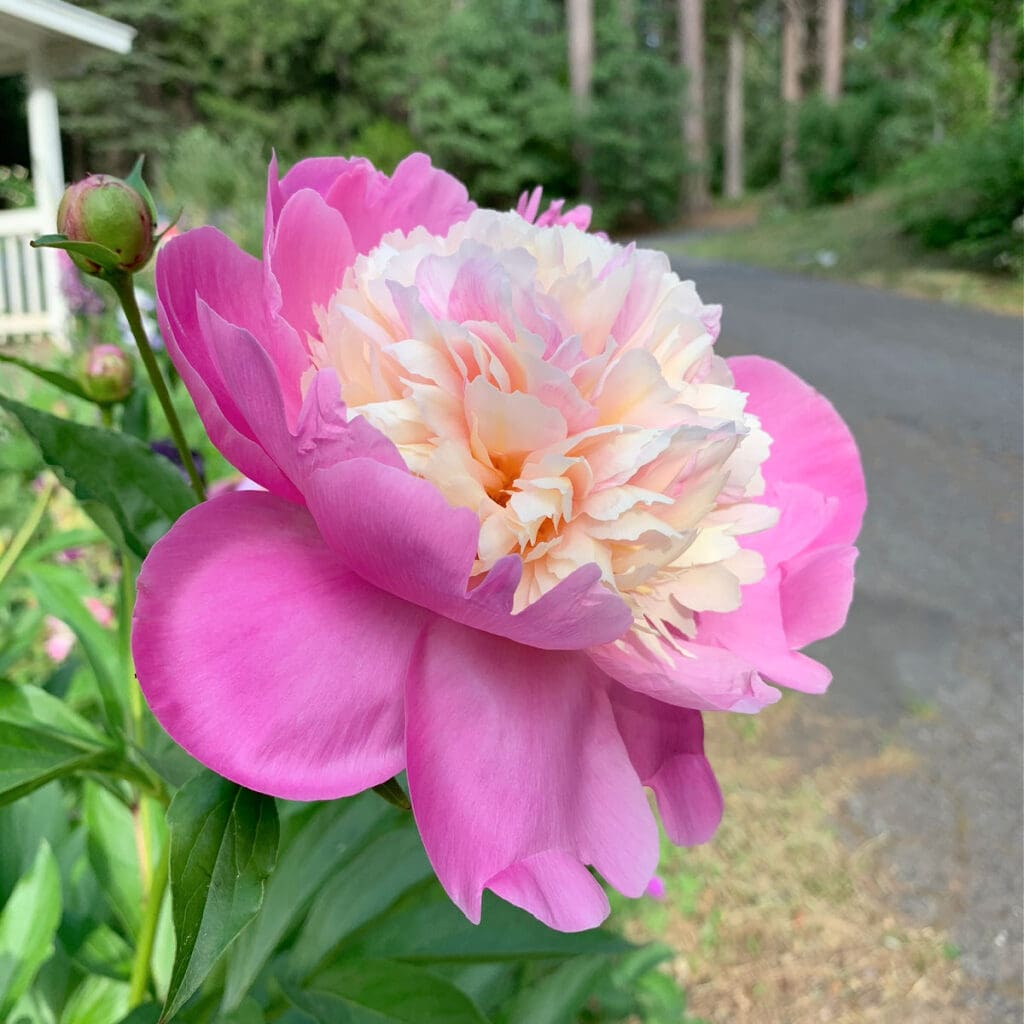 bowl of beauty peony blooming in garden, planting potted peonies