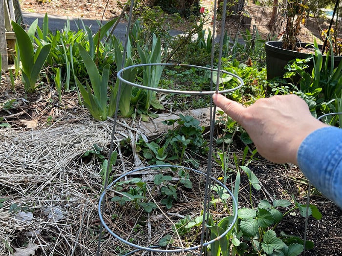 finger pointing to spot on peony support cage to be cut