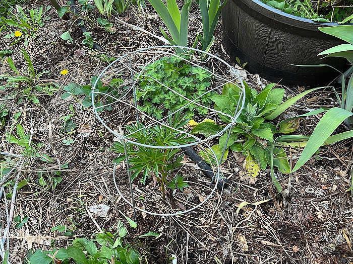 supporting peonies, homemade peony ring made from tomato cage placed over young peony bush