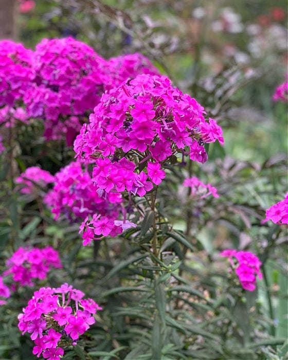 Magenta Phlox Paniculata