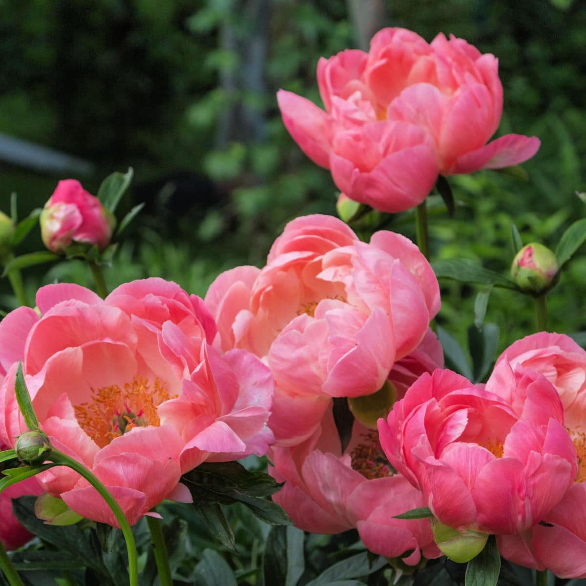 coral charm peonies feature Supporting Peonies