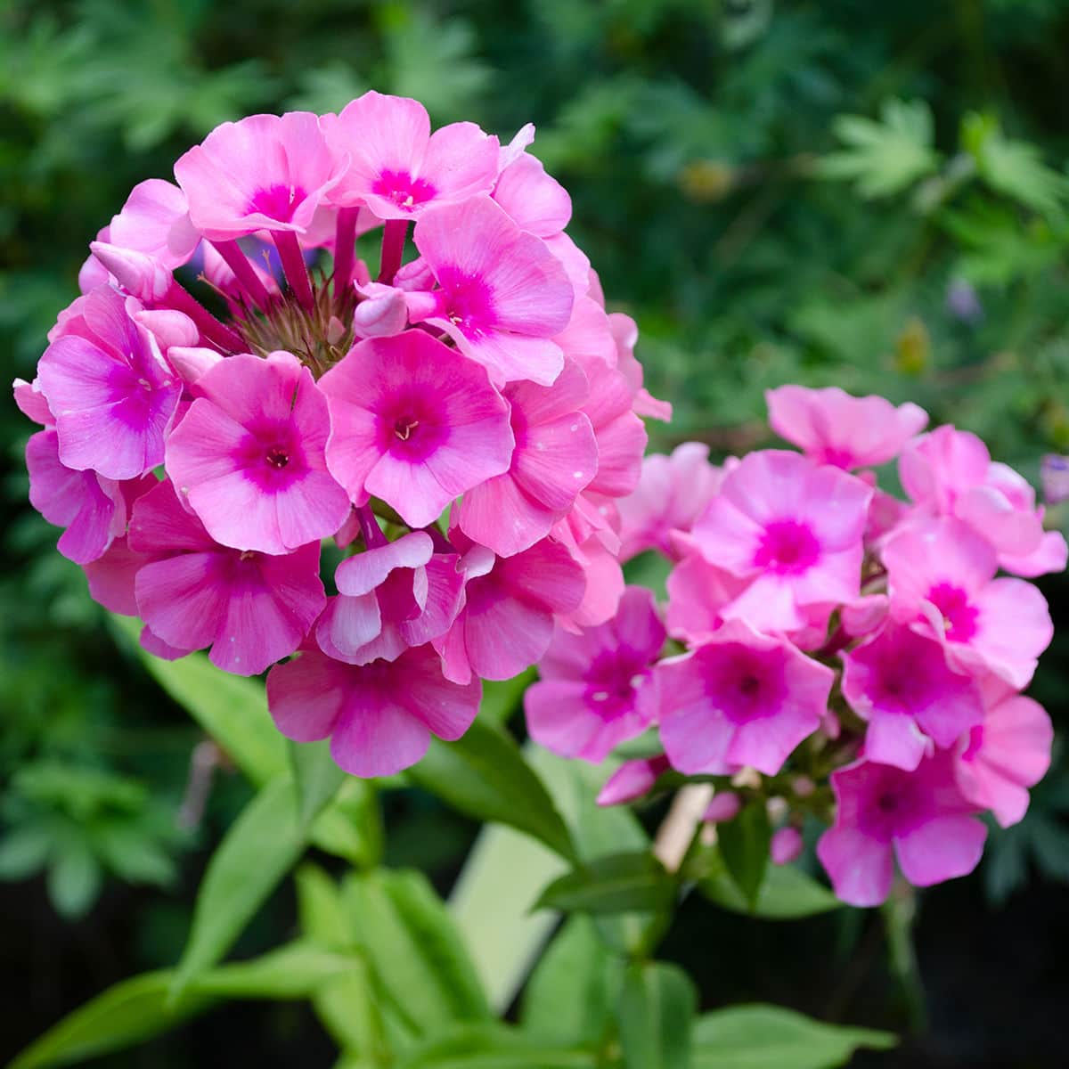 Tips to Grow Phlox Paniculata aka Garden Phlox!