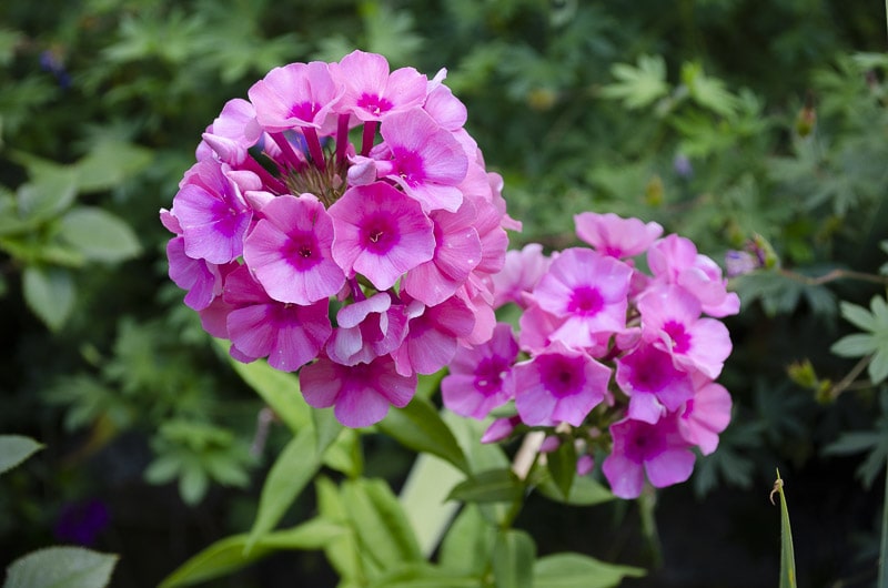 bright pink phlox paniculata flowers