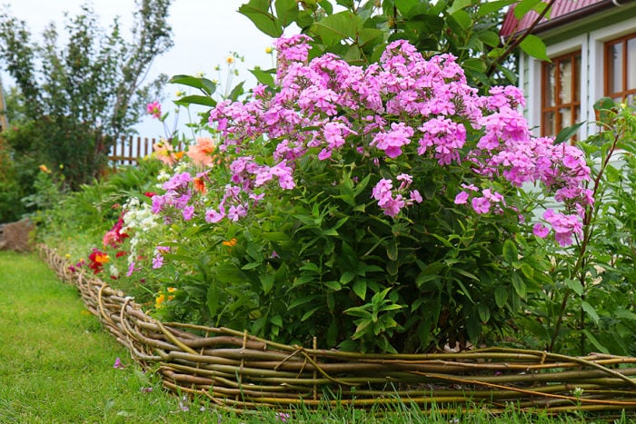 pink phlox paniculata in garden bed with wattle edging