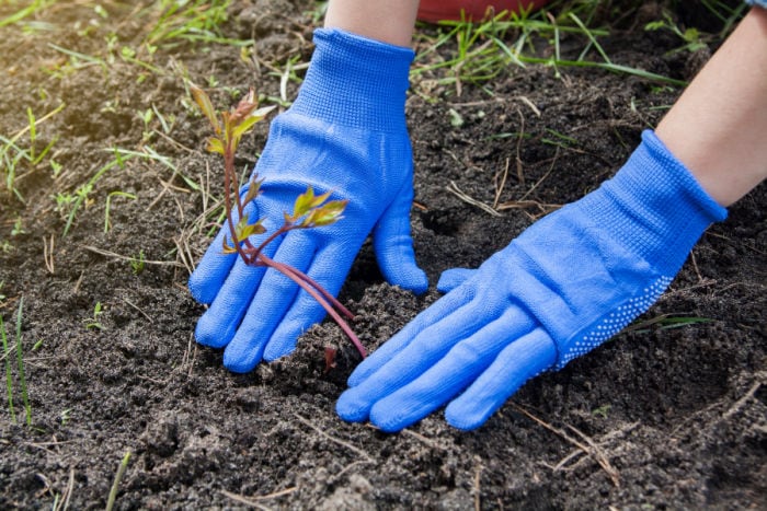 gloved hands planting peonies in soil
