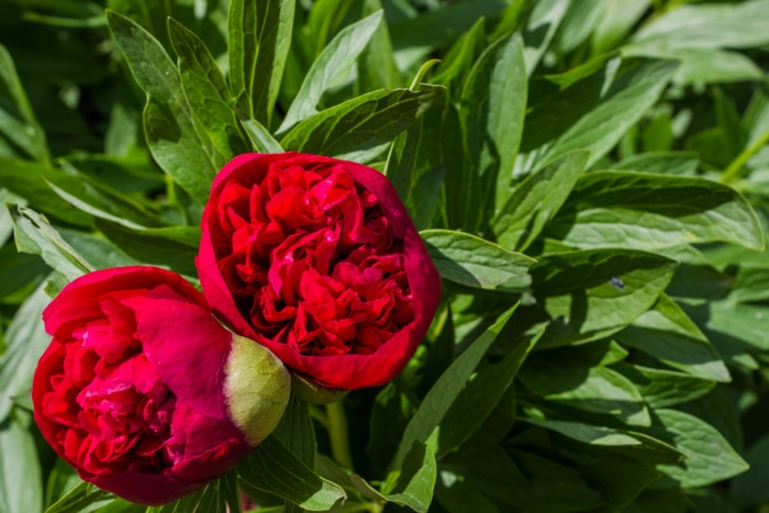 planting peonies, Karl Rosenfield red peonies