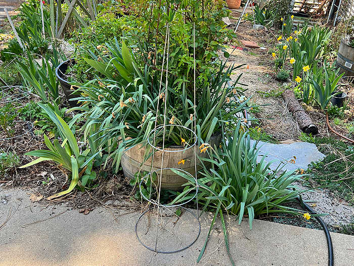 tomato cage in front of a wine barrel filled with plants