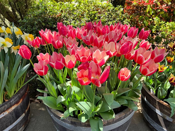 red and pink tulips in half wine barrel