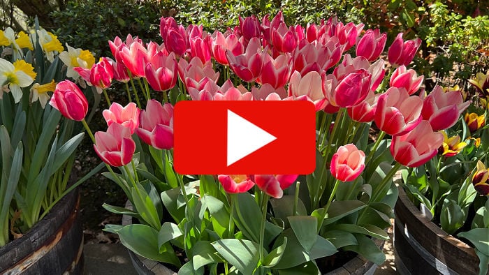 tulips in bloom with video play button overlay