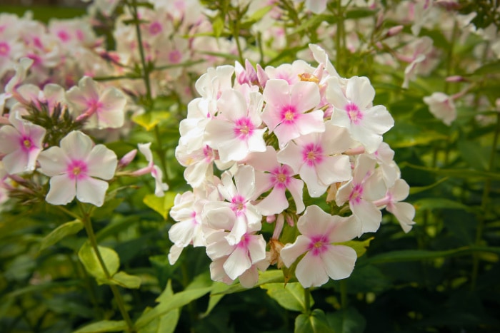 White with pink center phlox paniculata flower