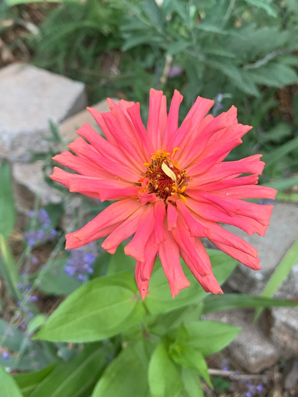 coral cactus zinnia