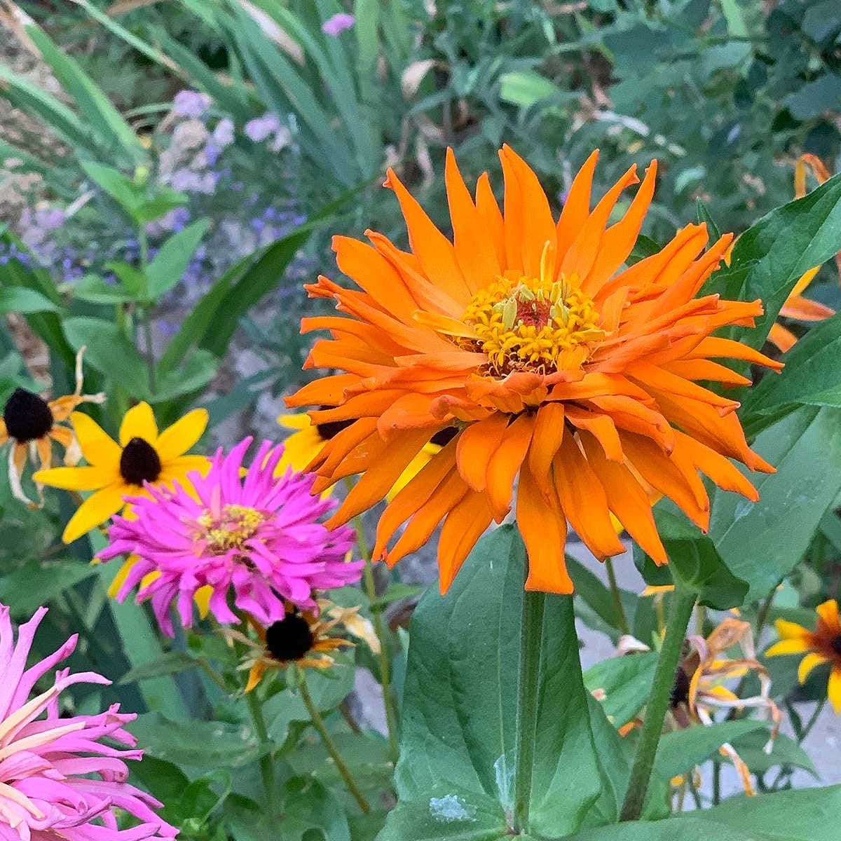 Cactus zinnias in the garden, flower patch farmhouse dot com
