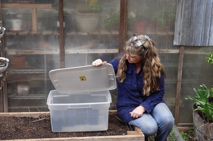 woman sitting on edge of raised bed holding lid open on plastic tote turned into a propagation box