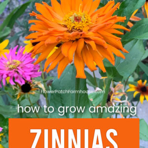 orange zinnia with text overlay, how to grow amazing zinnias in your garden, flower patch farmhouse dot com