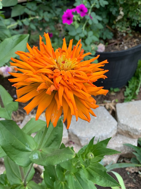 orange cactus zinnia growing in the garden