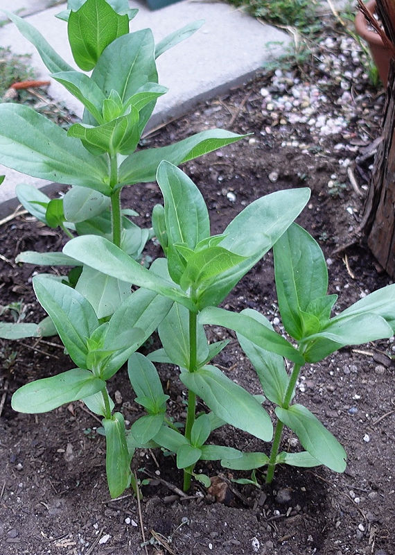 Zinnia seedlings in the garden, Zinnias