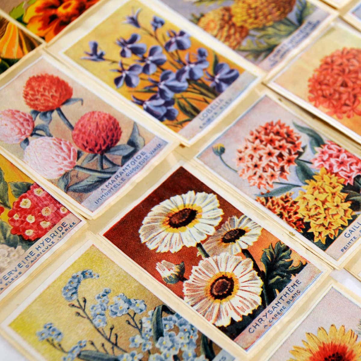 How to Read Flower Seed Packets for Successful Gardening