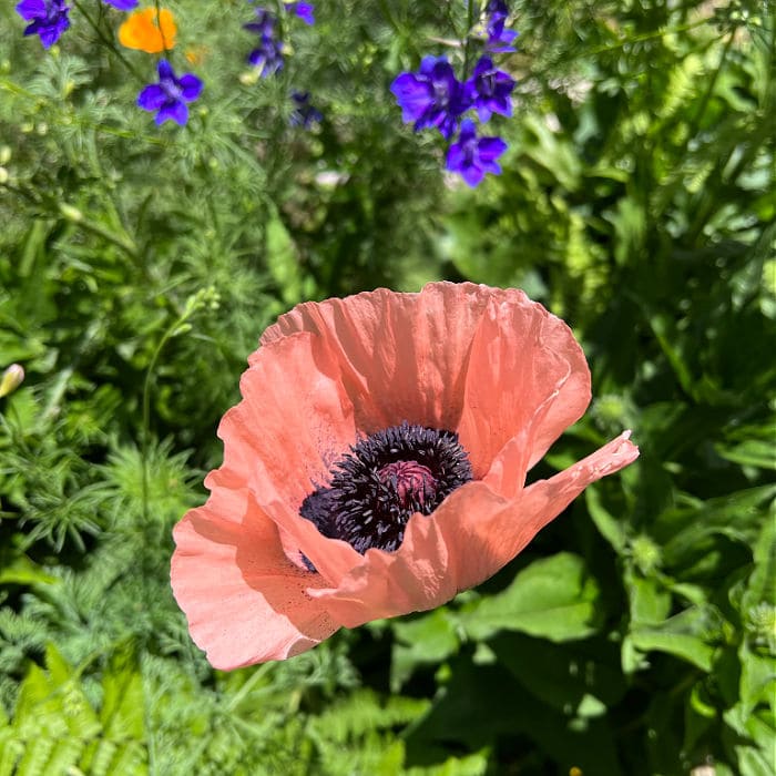 pink oriental poppy