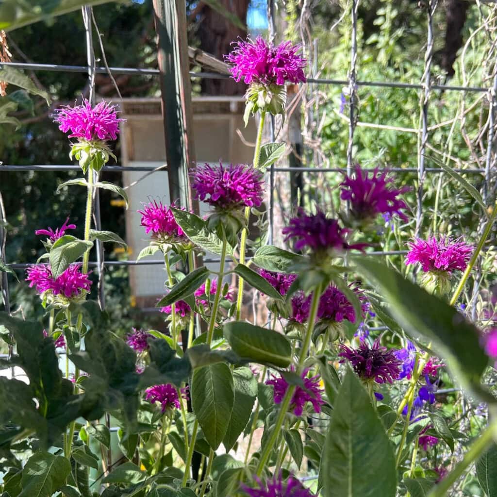 Purple Rooster Monarda in Garden