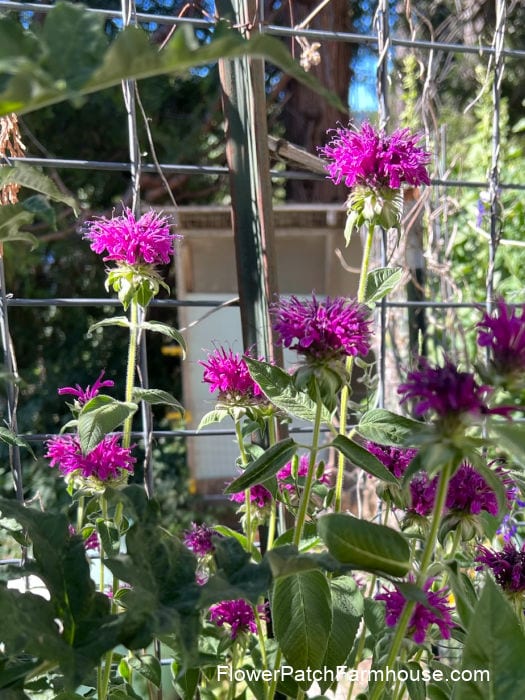 https://www.flowerpatchfarmhouse.com/wp-content/uploads/2022/07/Purple-Rooster-Monarda-Bee-Balm.jpg