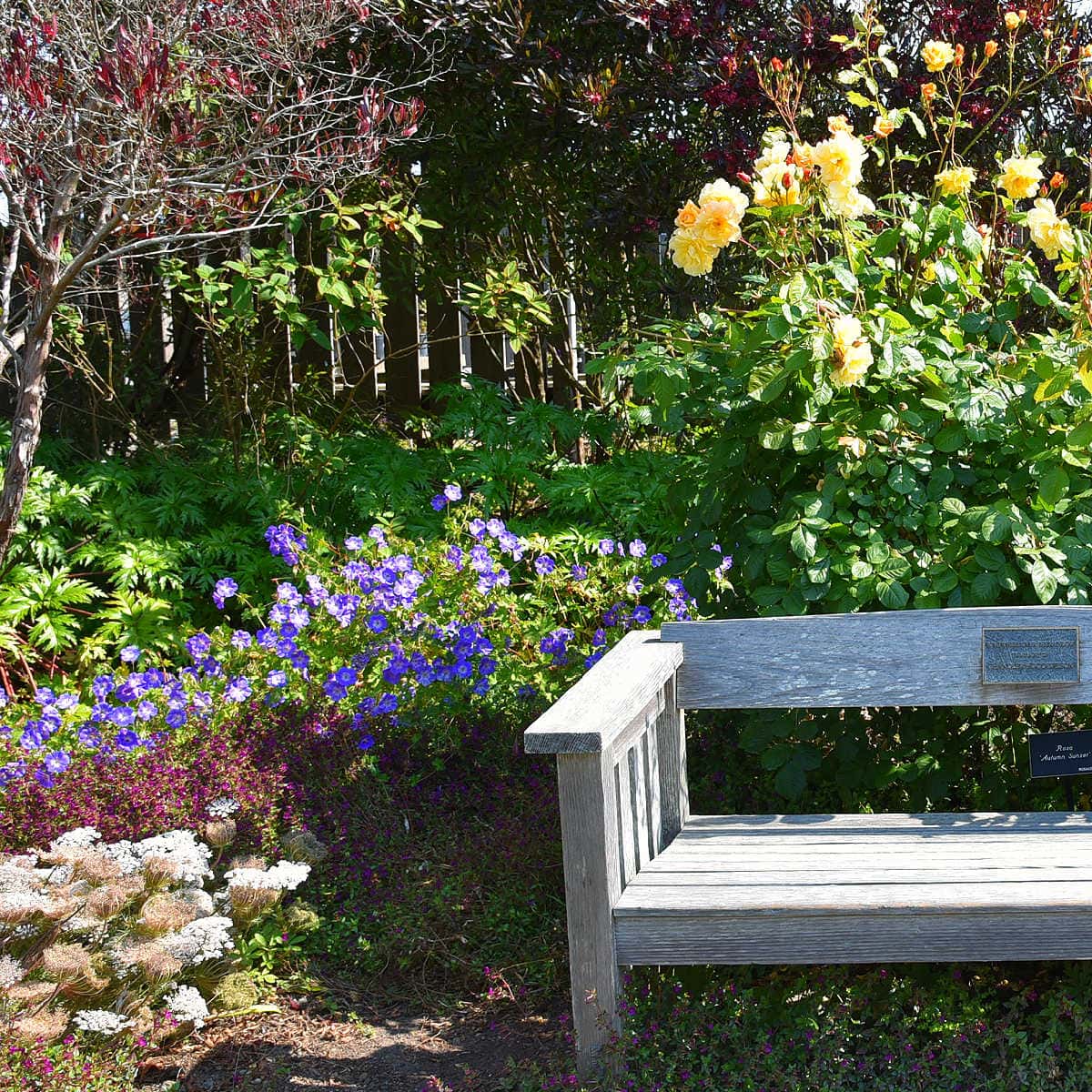 My Favorite Cottage Garden Flowers