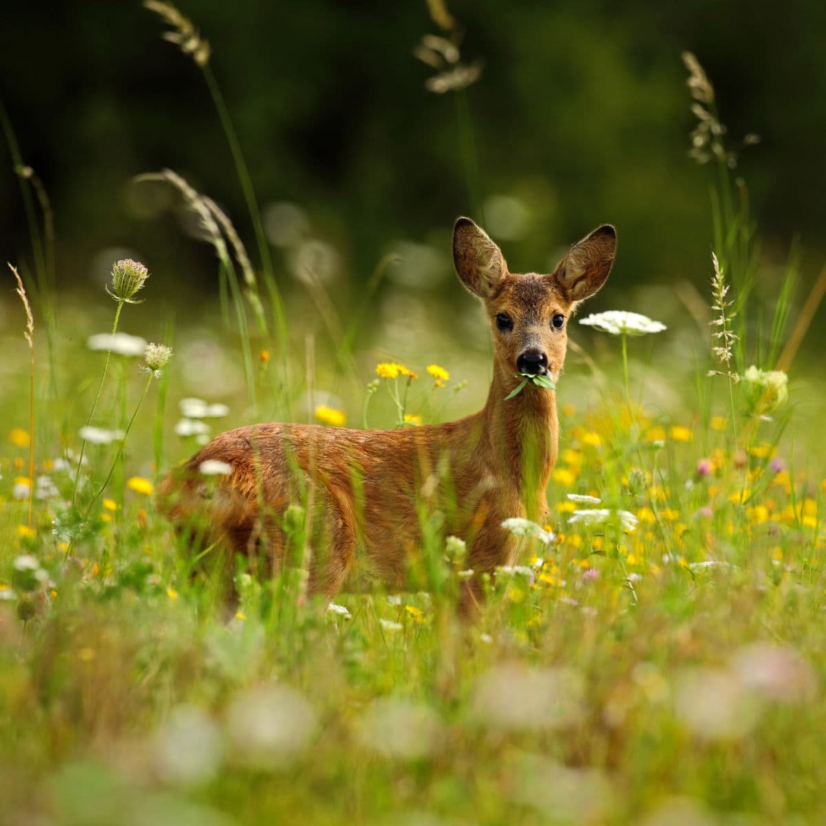 deer in meadow with flowers