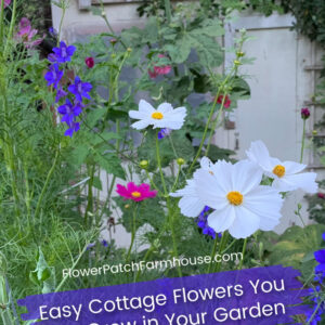 cosmos, larkspur and hollyhocks growing in a garden, easy cottage flowers