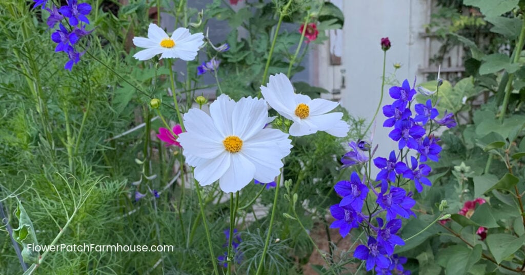 cottage flowers, cosmos, larkspur and hollyhocks