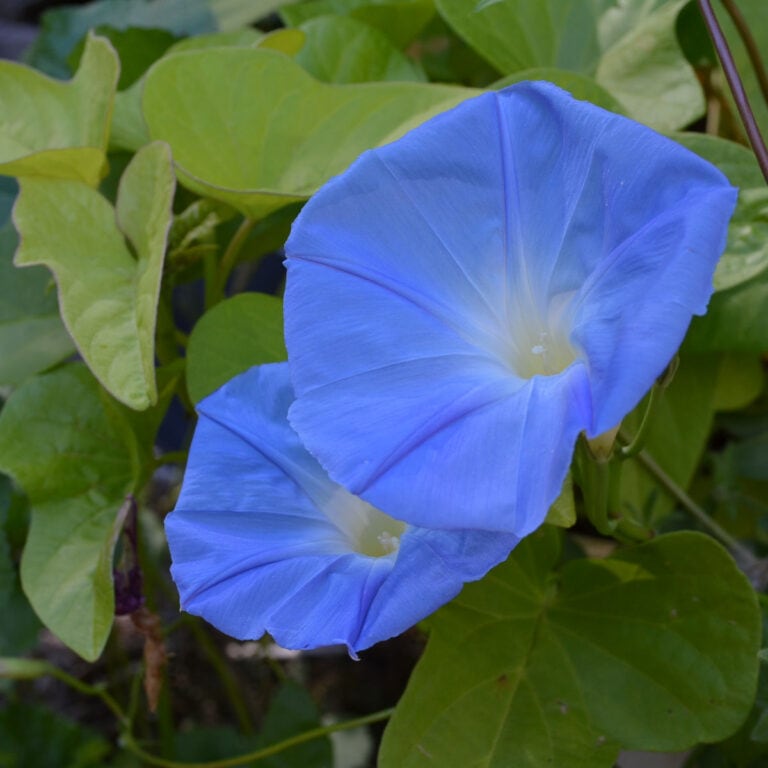 heavenly blue morning glories, august garden