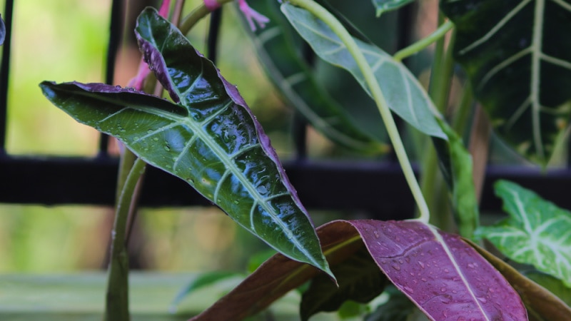 Close-up view of Young leaves of Alocasia Amazonica Polly on the white pot after watering in the backyard. Tropical Houseplant for home decor.