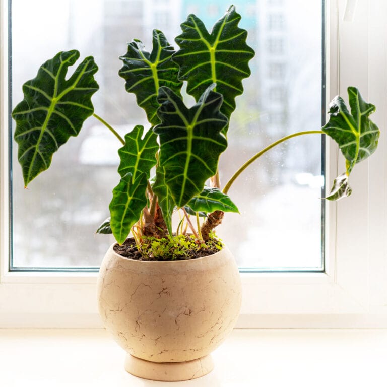 Indoor potted fresh plants on the windowsill in the sunlight. Alocasia amazonica Polly, Elephant Ear