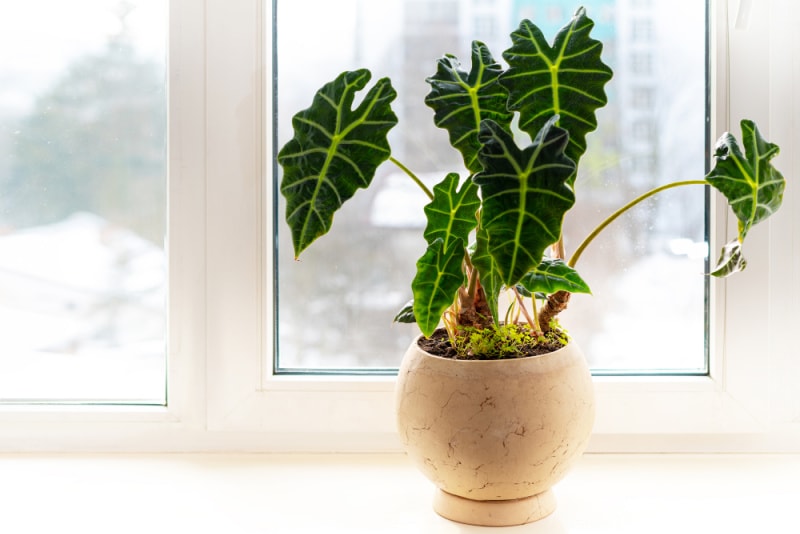 Indoor potted fresh plants on the windowsill in the sunlight. Alocasia amazonica Polly, Elephant Ear