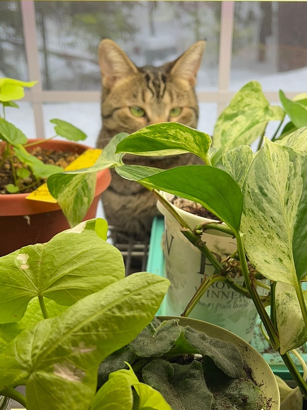 Cat behind plants in window