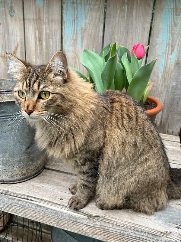 Cat on potting bench with tulip